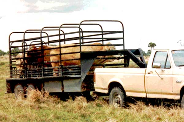 Livestock transport