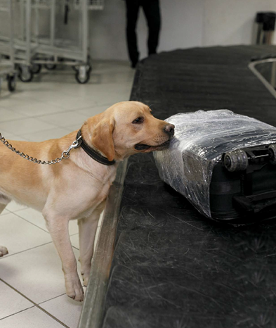 Canine sniffing luggage at airport